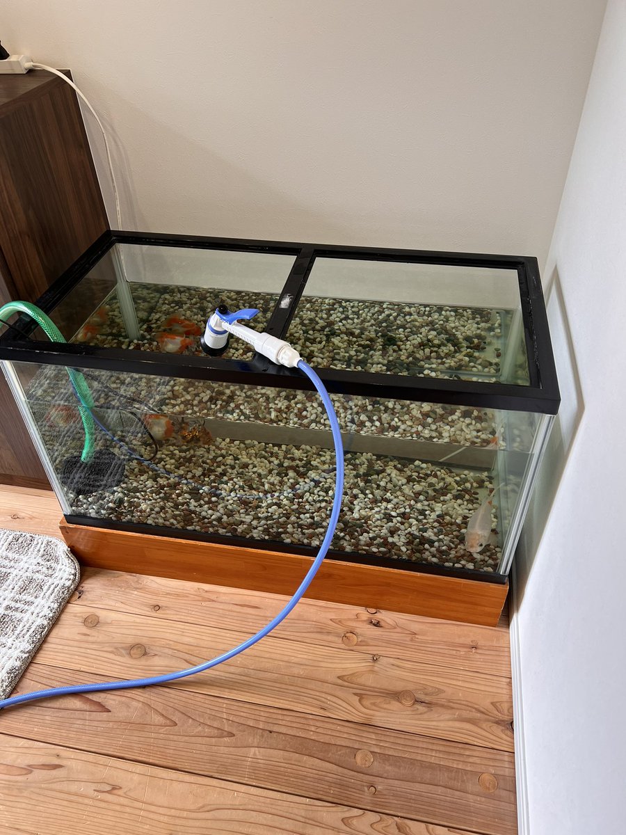 小岩井 (@Koiwaigig) / Posts / X