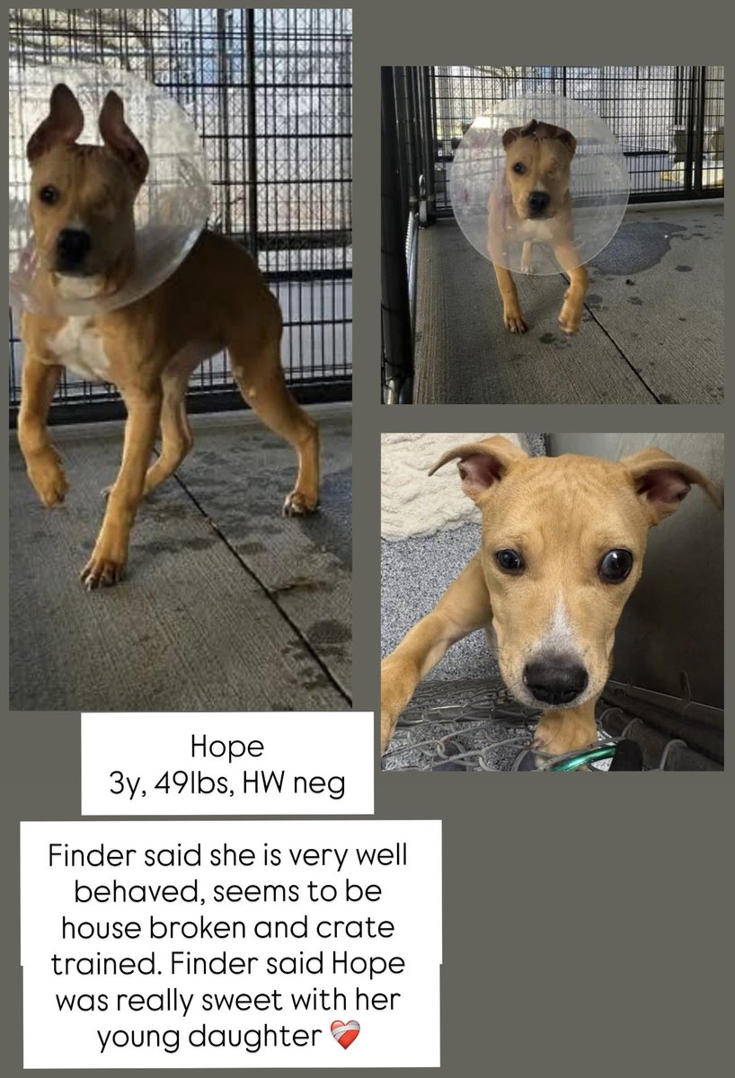 ash__almighty's tweet image. 😢 Sweet Hope has been through it. She just had her left eye removed &amp;amp; has limited to no vision in her right eye. However, she is so very sweet and resilient!
📍 Greenville #SouthCarolina 
☎️ 864-467-3952
@Dubs4Mutts @psychicwhisper3 @PawsnTails4TX @LisaBrabson @_DOGPOOL_ #ADOPT