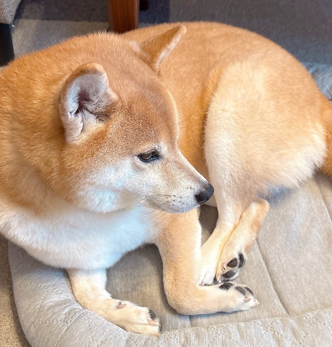 柴犬むぎ Amazon.co.jp: よびかけアクション柴犬むぎちゃん : おもちゃ