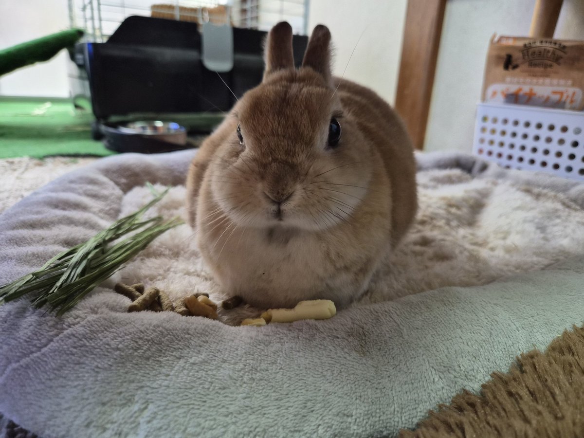 ゴンちゃん仕事行ってくるね🐰❤️‍🩹お留守番宜しく🏡☔ 今日は早く帰るよ