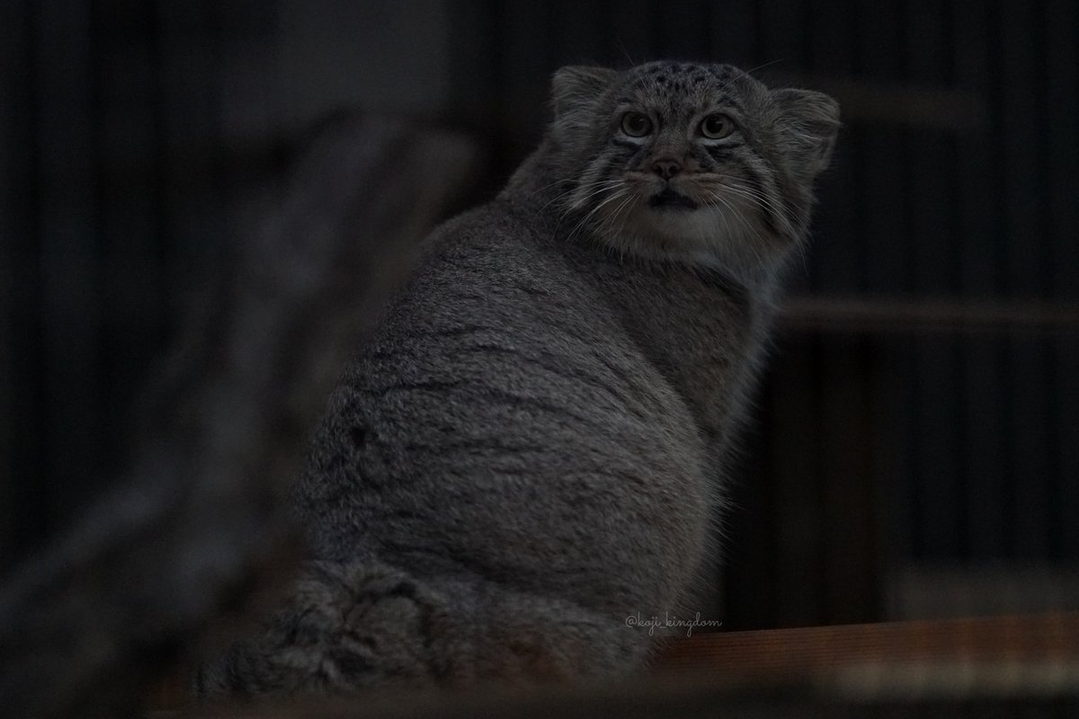 やんちゃ坊や達にも会いに行きたいしね🐾

photo 2025.11.18📷️
#ヒデ #ヤス #ノブ 
#マヌルネコ #東山動植物園