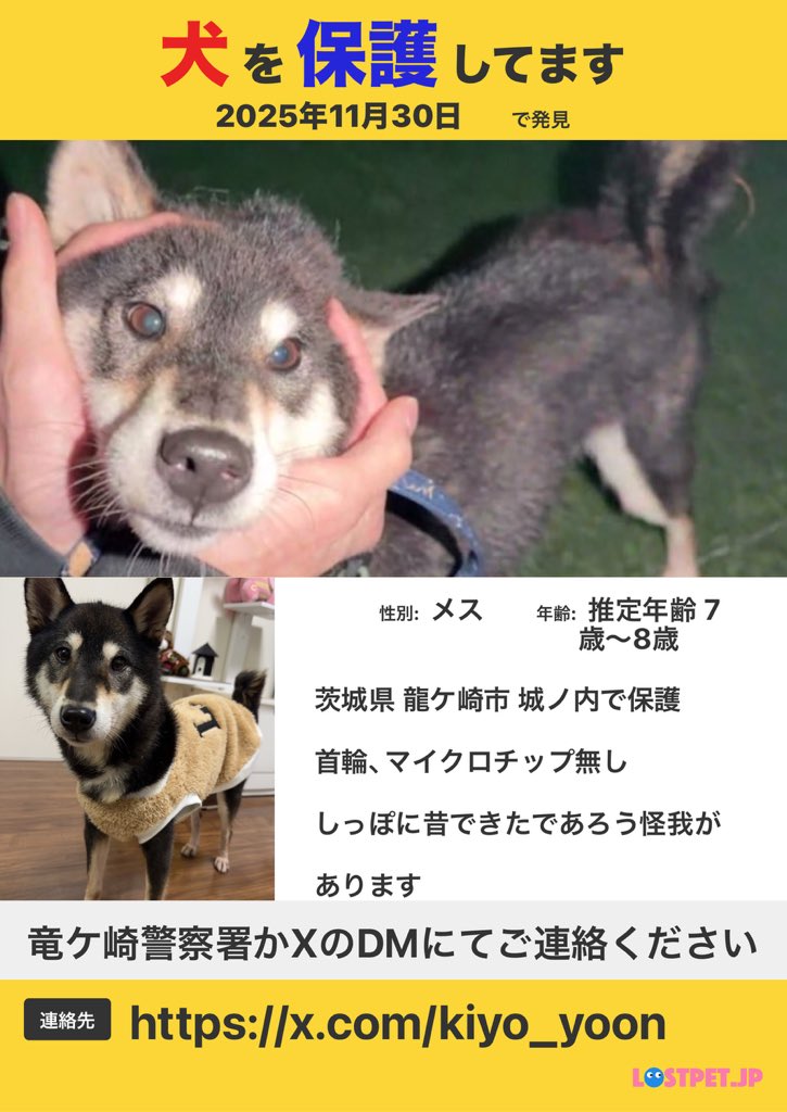 茨城県 迷子犬 とろろ(仮) tweet media