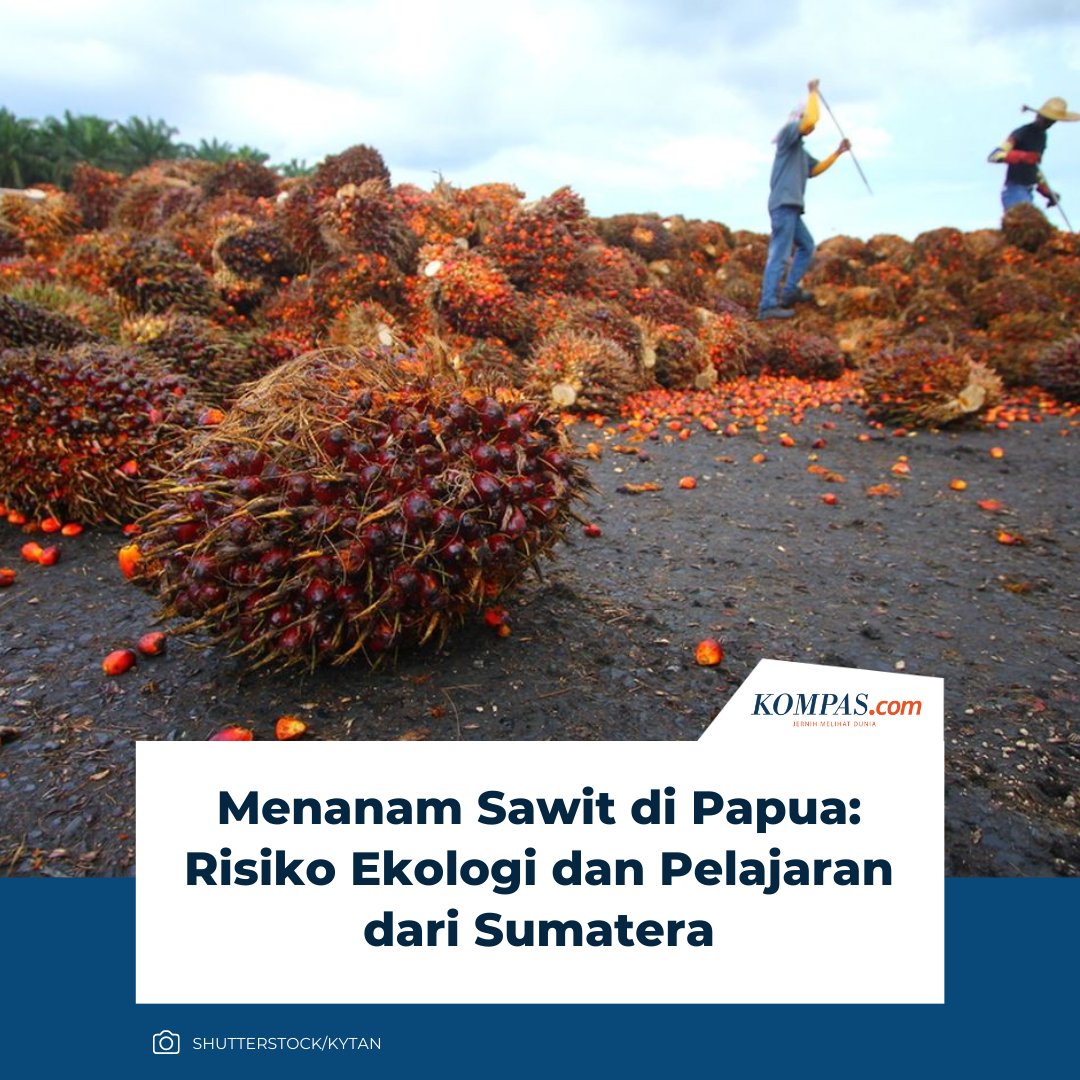 Direktur Eksekutif Sawit Watch, Achmad Surambo, menegaskan bahwa Papua dan bahkan Indonesia secara keseluruhan saat ini berada di ambang batas daya dukung lingkungan.

Menurutnya, perluasan lahan tanam sawit di Papua tidak memiliki landasan ekologis maupun tata ruang yang kuat,