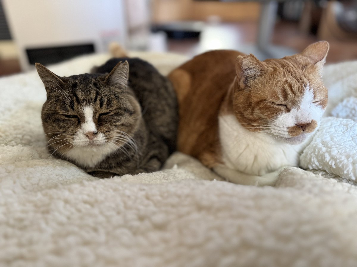 とらねこ🍺 (@chatoraneko) / Posts / X