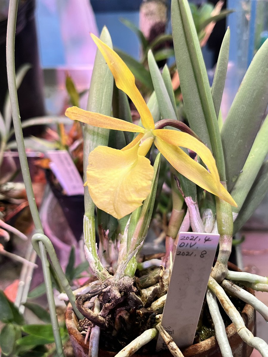 貼り忘れてたので再度のおはワイプナ