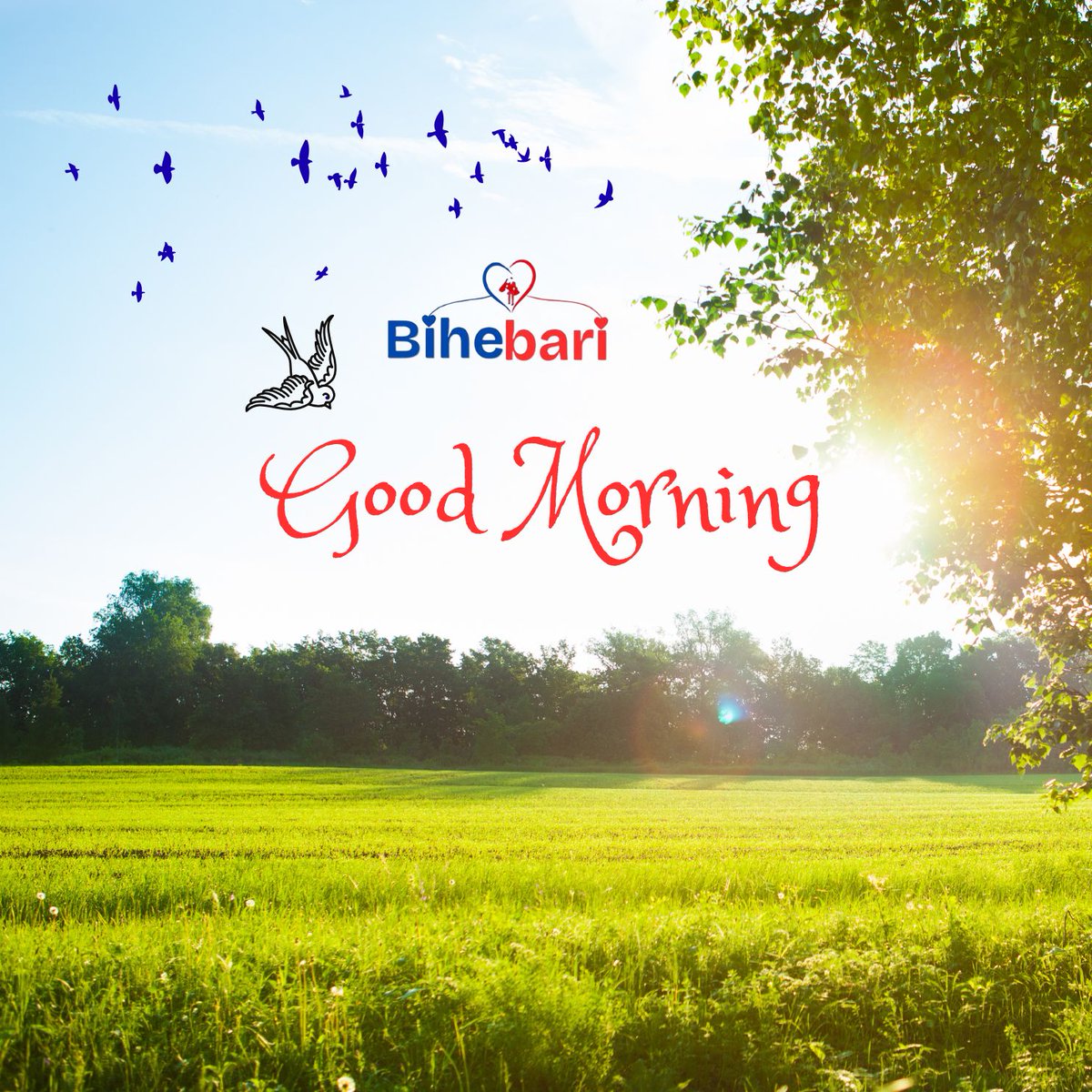 bihebari's tweet photo. Good Morning. Morning Shows the day. https://t.co/kGDTI4sKUL