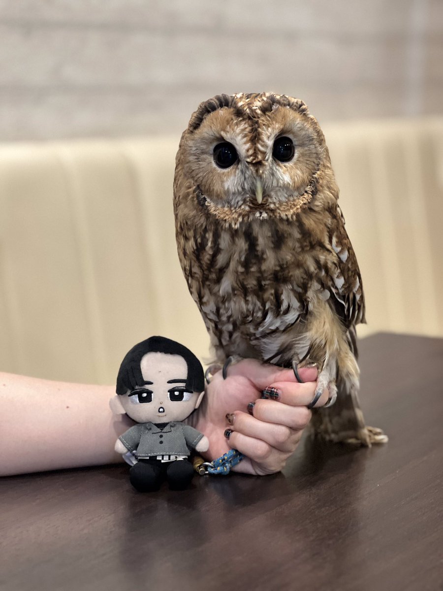 ♥️♥️珍しい！小さなフクロウ③ フクロウ】小さいベンガルワシミミズクちゃん /ふくろう 梟 野鳥 鳥