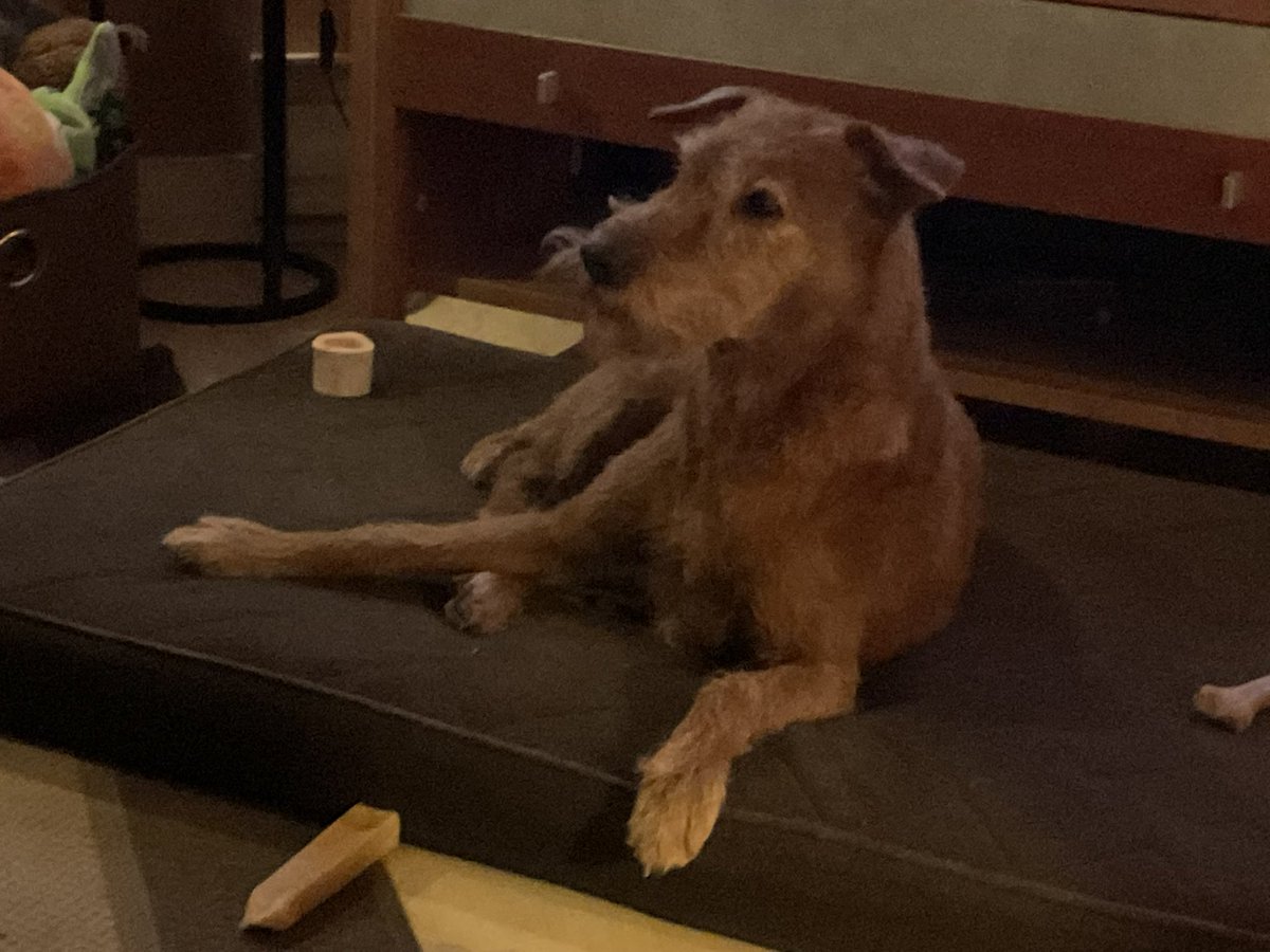 DublinIrishPup's tweet image. Henlo pals and #HappyFriday just chillin after a nice walk can smell somefing Mum is slow cooking in da oven she says nope D it’s #ribs not for doggos oh well she got me a ,out of 🦴🦴🦴🦴🦴 yesterday guess me is good with one #sogood 🤤