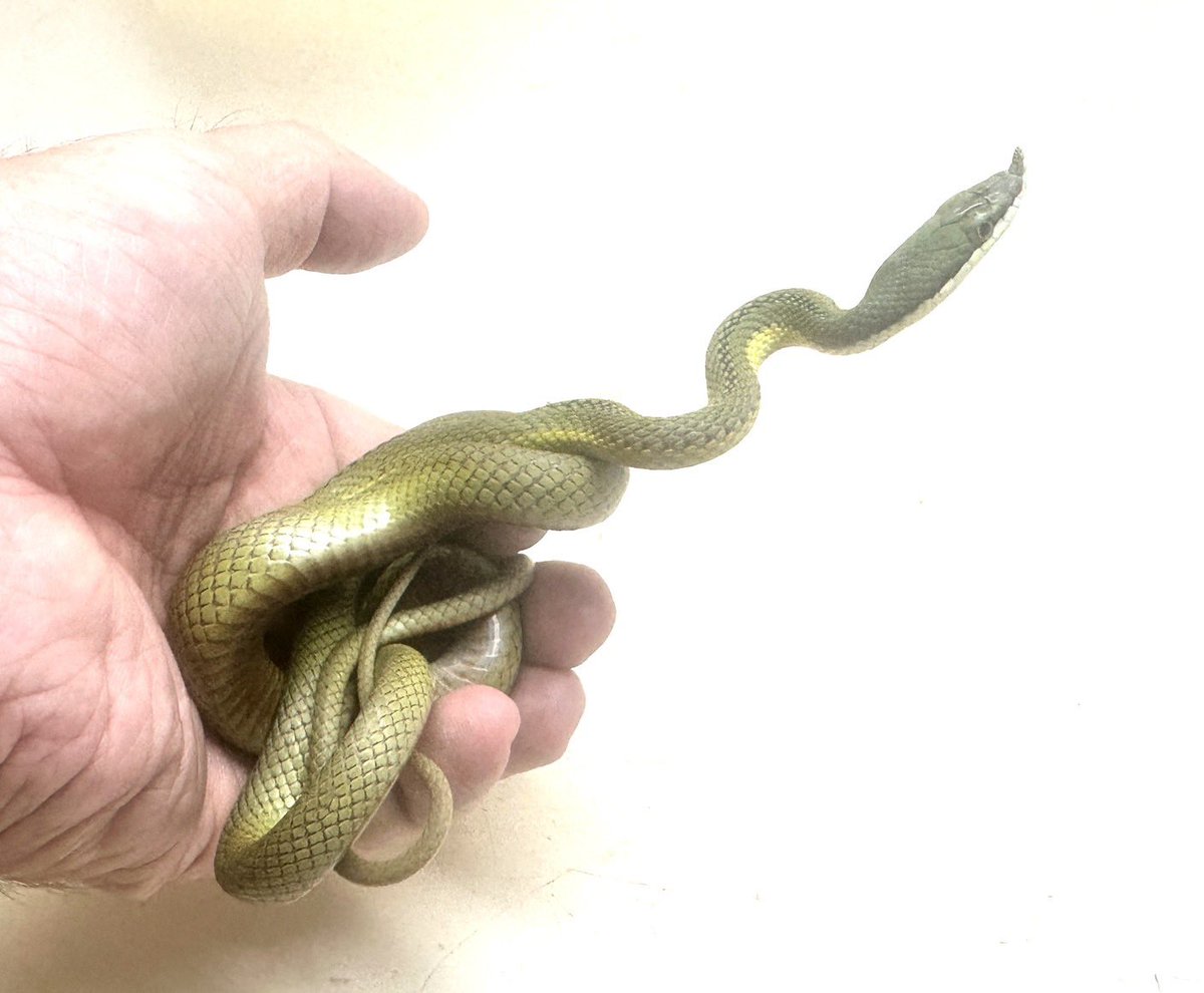 南米原産ツノ系スネーク！ バロンコダマヘビ(EU CB)[メス]全長95cm± 樹