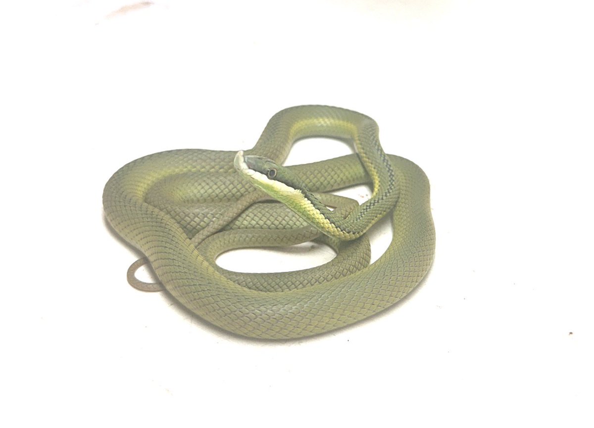 南米原産ツノ系スネーク！ バロンコダマヘビ(EU CB)[メス]全長95cm± 樹