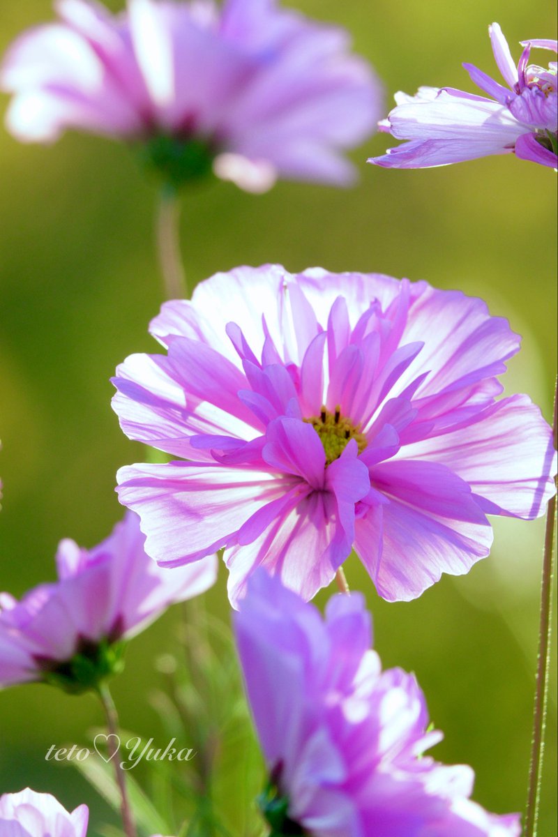 Nature Plants_hana_ Community on X - 336 Members