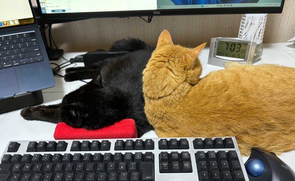 昨日、愛猫が天国へ旅立ちました🪽
15年にわたり2匹と暮らしてきましたが、1匹は6月に、そしてもう1匹は昨日。。。

いつもキーボードに頭をのせてきて、仕事の見張り（ジャマ）をしてくれた、愛くるしい現場監督たちでした😺