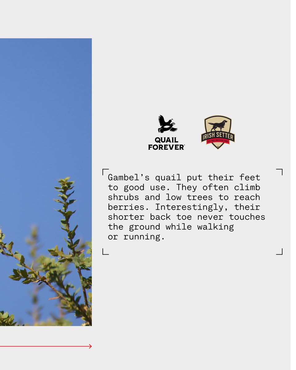 Quail Fact Friday - 

Gambel’s quail put their feet to good use. They often climb shrubs and low trees to reach berries. Interestingly, their shorter back toe never touches the ground while walking or running.

Quail Fact Friday is presented by <a href="/IrishSetter1950/">Irish Setter Boots</a> 

#quailforever