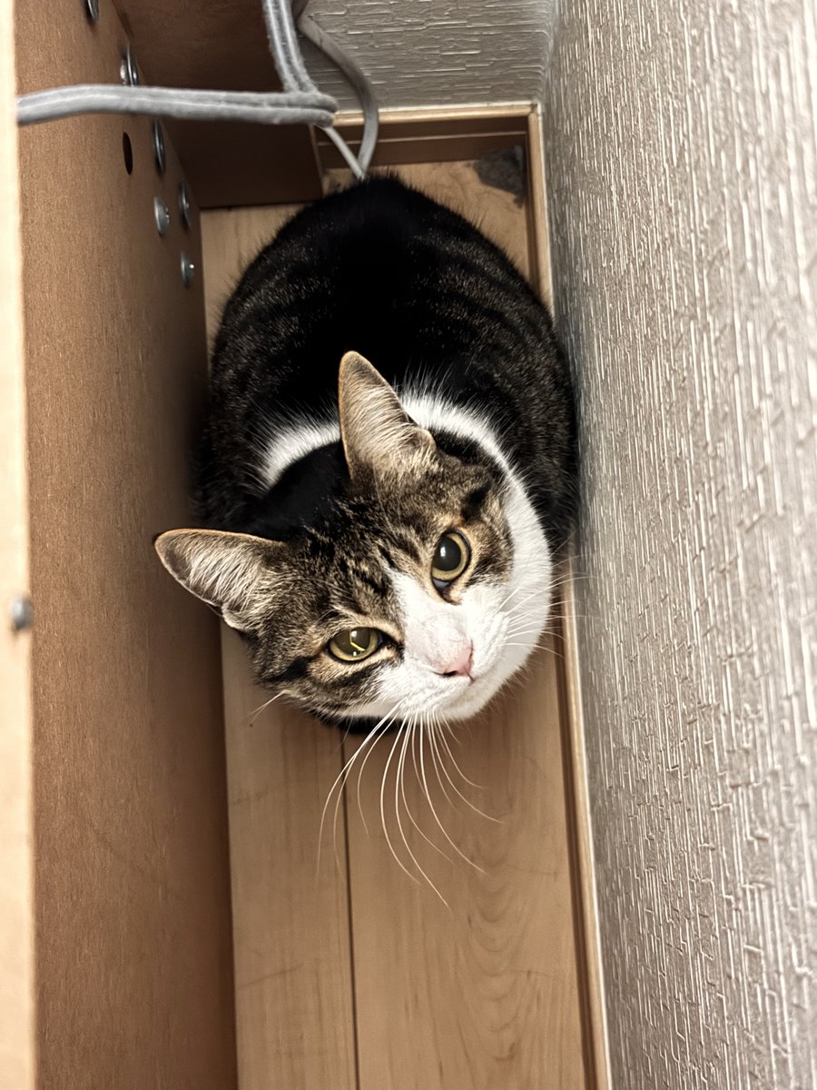 おはにゃん🐈 行ってくるね！(何故か🏥連れて行かれると勘違いして