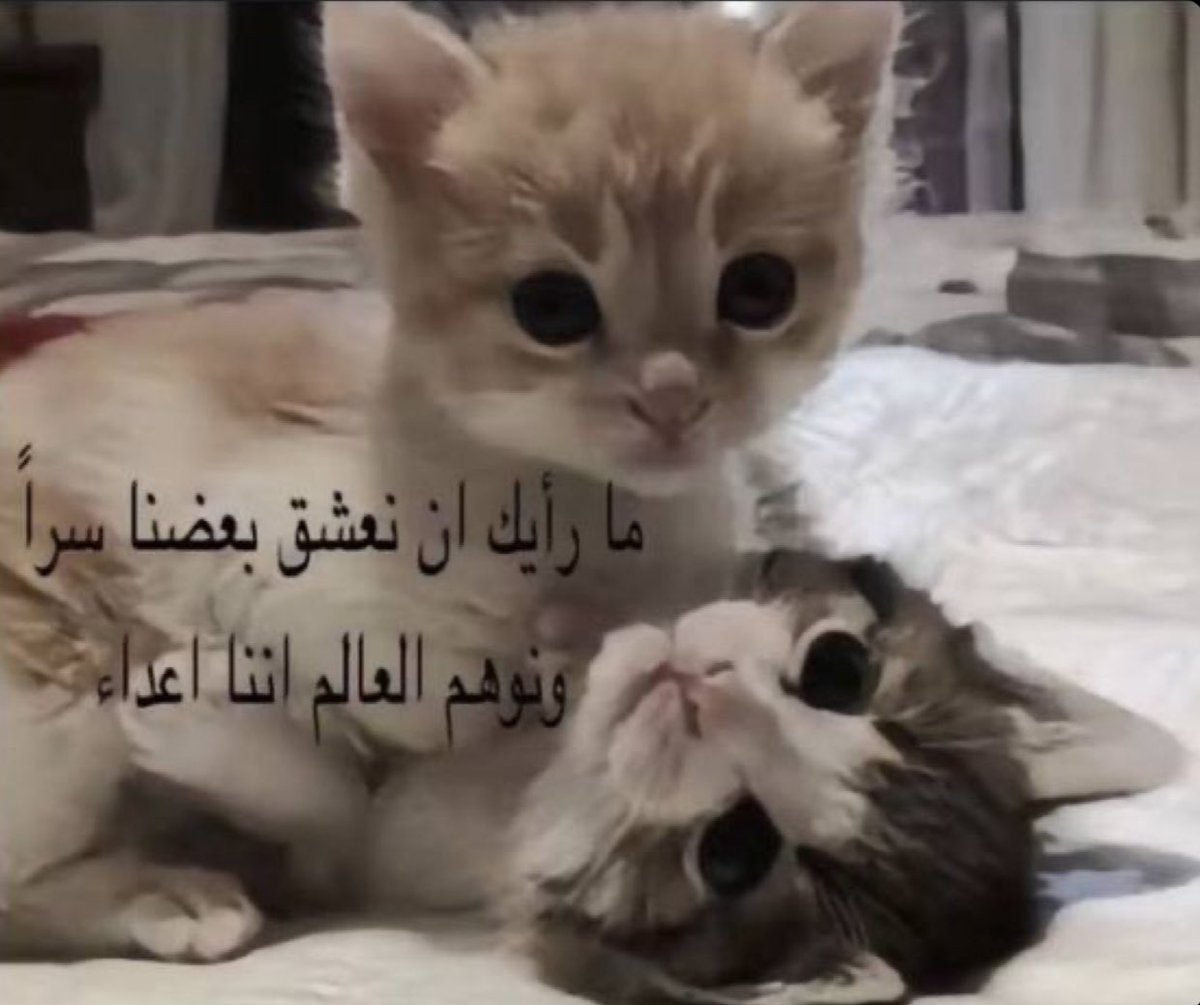 R (@r4mverse) on Twitter photo 