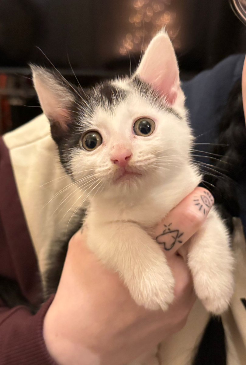 _DebDeb_'s tweet image. Meet Trixie, picked her up tonight &amp;amp; already scheduling vet appointments... see how easy that is chantal? #FoodieBeauty