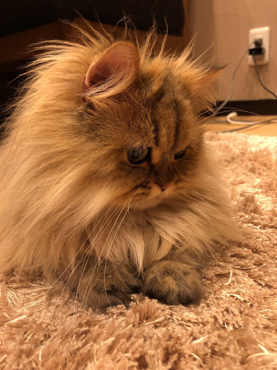 パピちゃんページ ﾊﾟﾋﾟ^. .^？ (@papi_puppi) / Posts / X