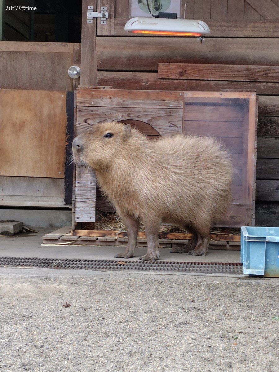 けろけろ (@capyanimal) / Posts / X