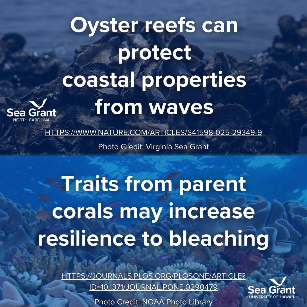 SeaGrant's tweet photo. 🎉We are saying goodbye to 2025 with a #SeaGrant #Publications Wrapped!
📄Swipe for five cool #research findings from @SeaGrantNC, @HawaiiSeaGrant, @ohioseagrant, @CASeaGrant and @rhodeislandsg funded projects! https://t.co/bFgKJ7finu