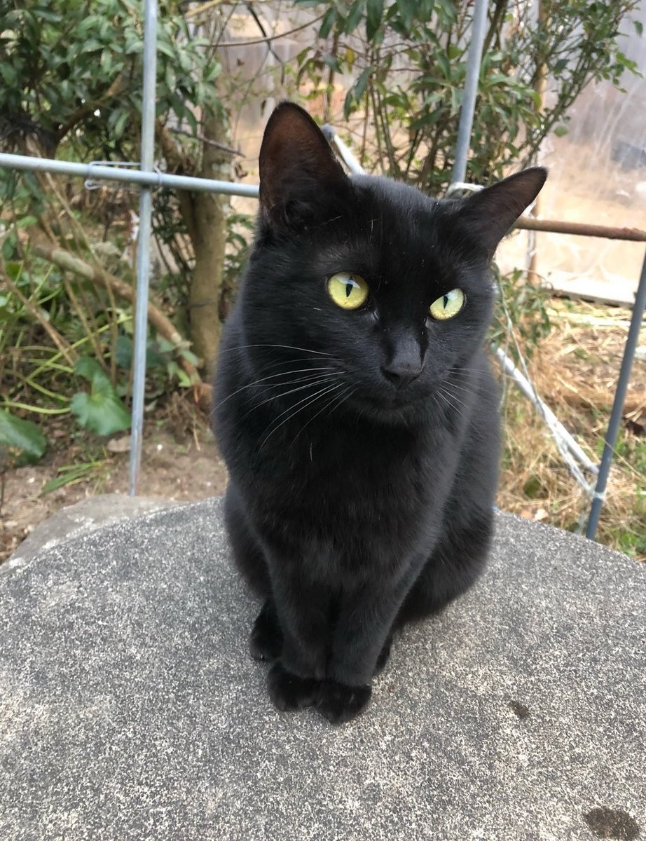 黒猫