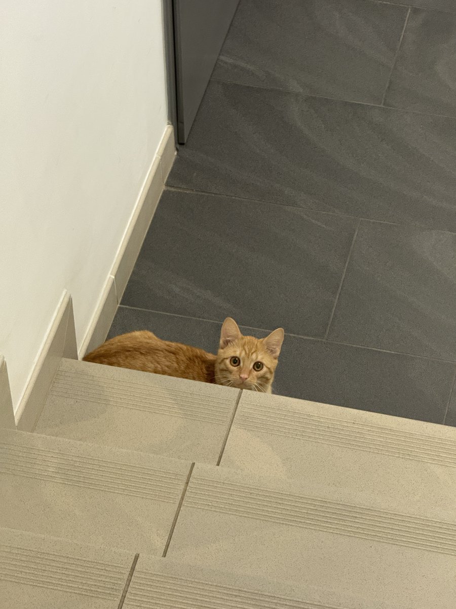 3k's tweet image. Чтобы ужин растрясти поднялся по лестнице вместо лифта, а там у женщины котики. Второй был серый и убежал