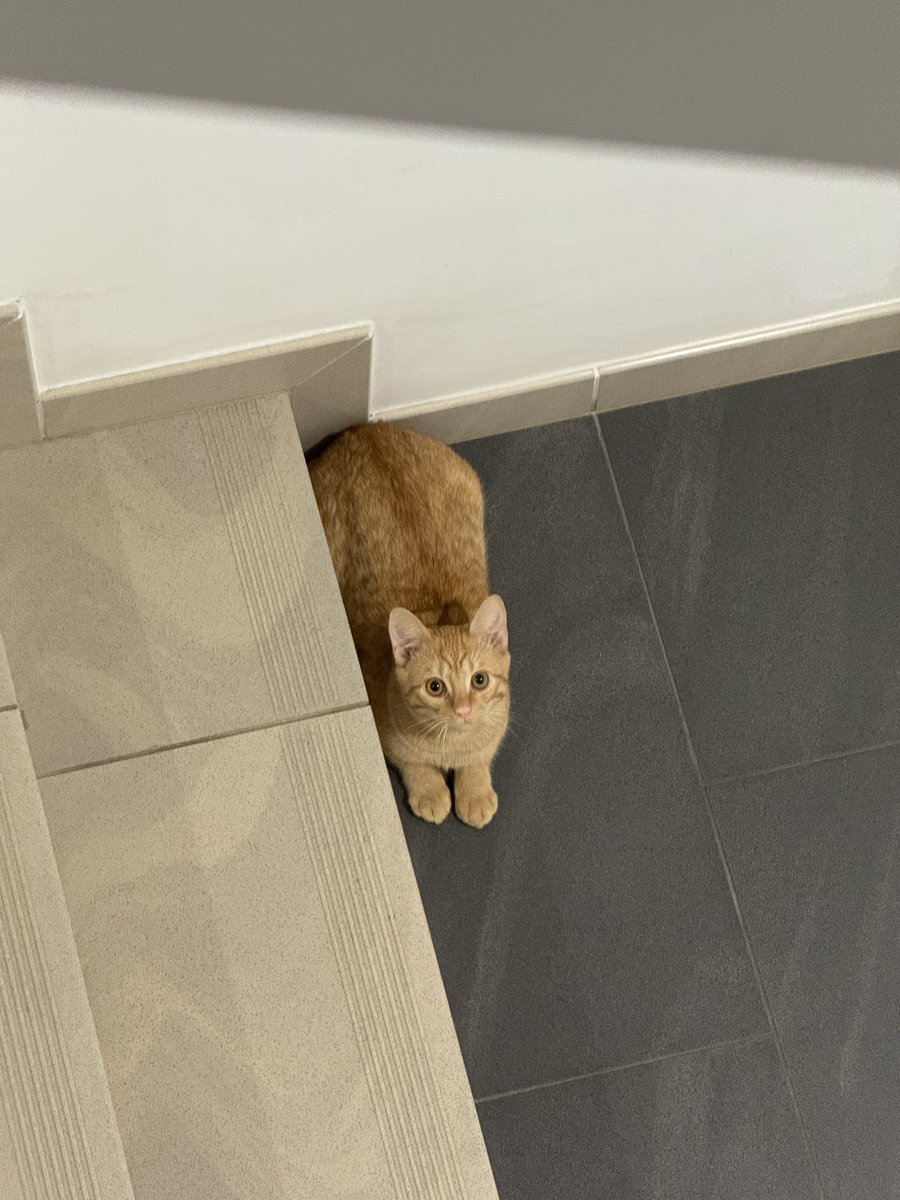 3k's tweet image. Чтобы ужин растрясти поднялся по лестнице вместо лифта, а там у женщины котики. Второй был серый и убежал