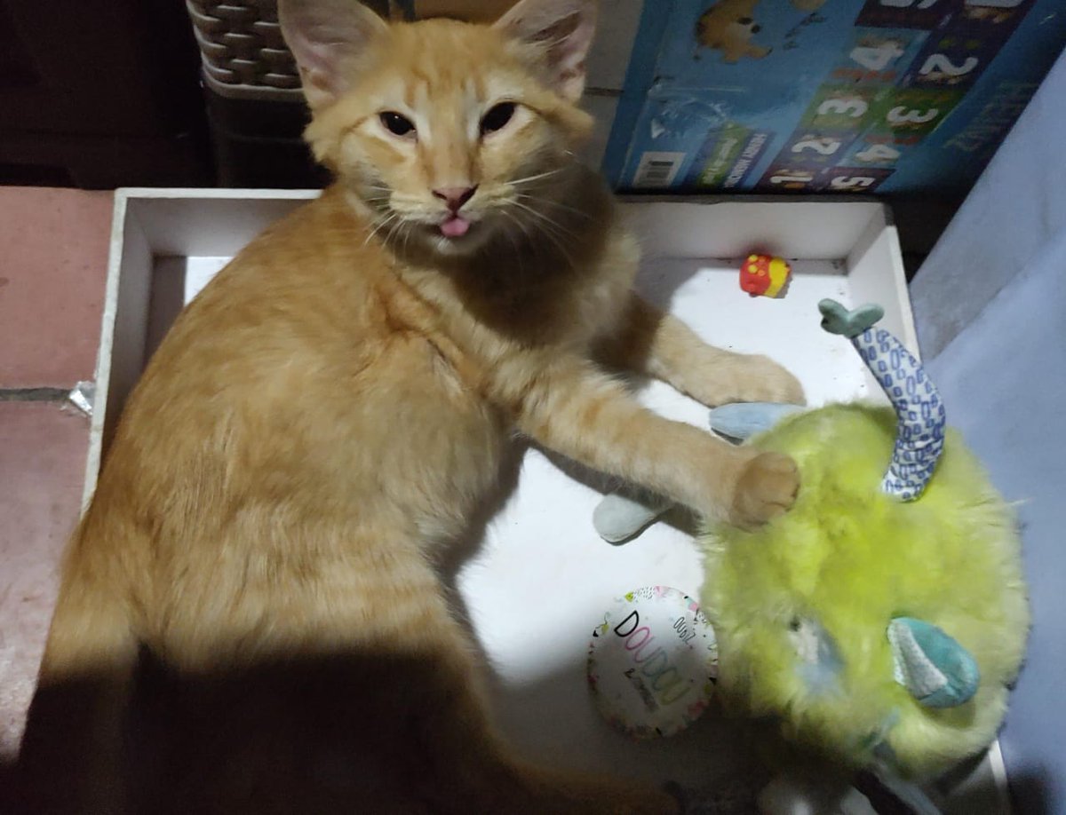 Nos ayudas a recolectar $25 para poder trasladar a Dalí a su castracion el dia de mañana? 
Gravias a la persona que nos dono para el pago de la castracion pero necesitamos apoyo para pagar el traslado desde Zaragoza la libertad

Agrícola 
3420611656

A nombre de Michelle Yescas