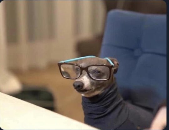 maybe: sasha tweet media