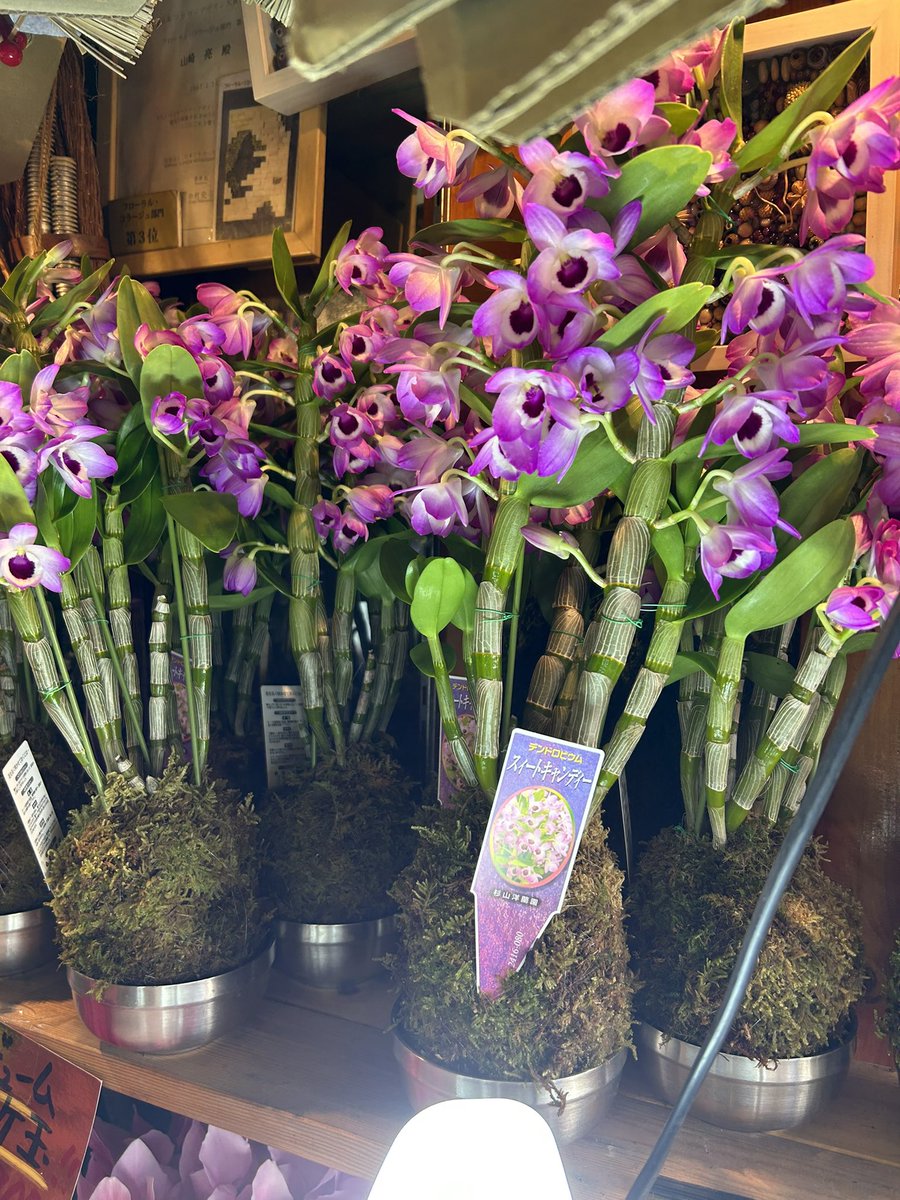 E3%83%87%E3%83%B3%E3%83%89%E3%83%AD%E3%83%93%E3%82%A6%E3%83%A0