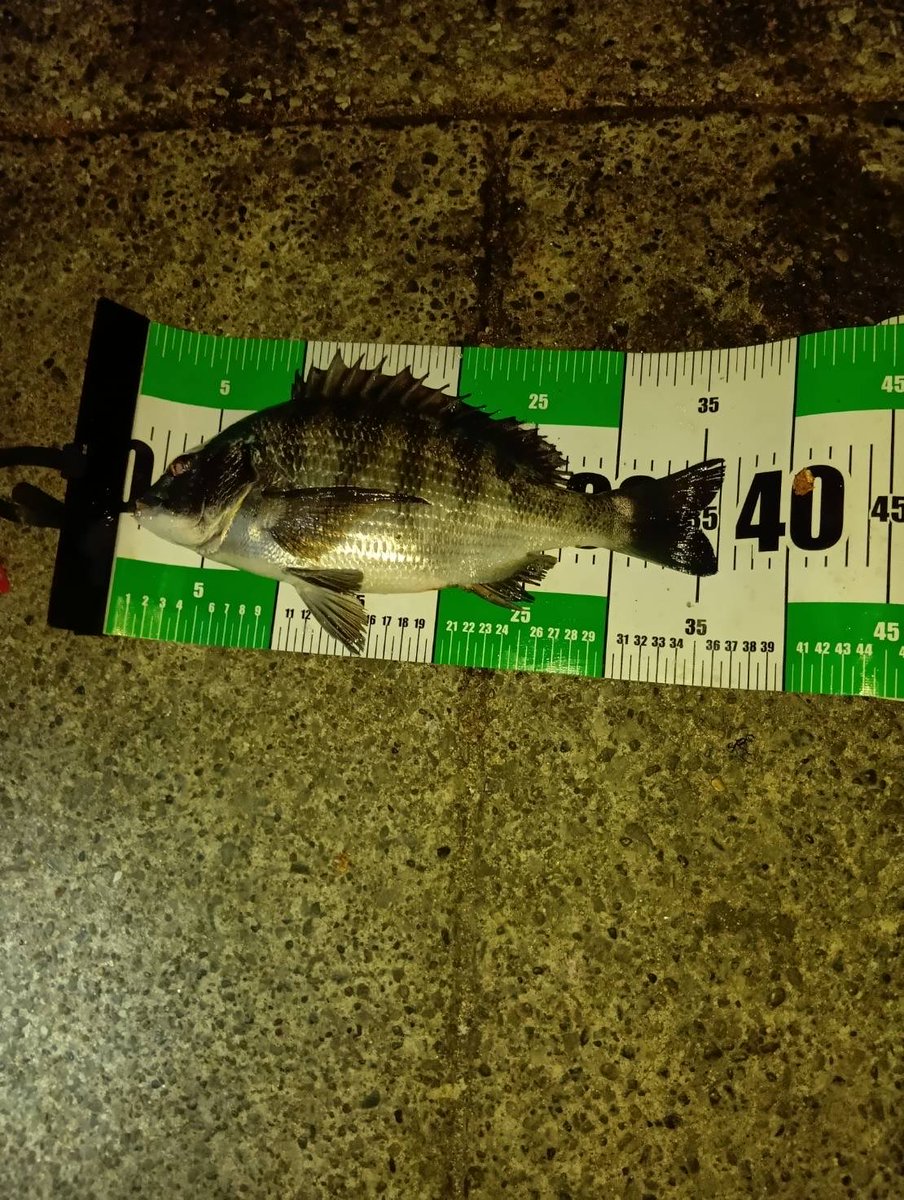 リアルタイム西公園情報 12月20日 7時 北東1.5m 水温14度 釣り人約100