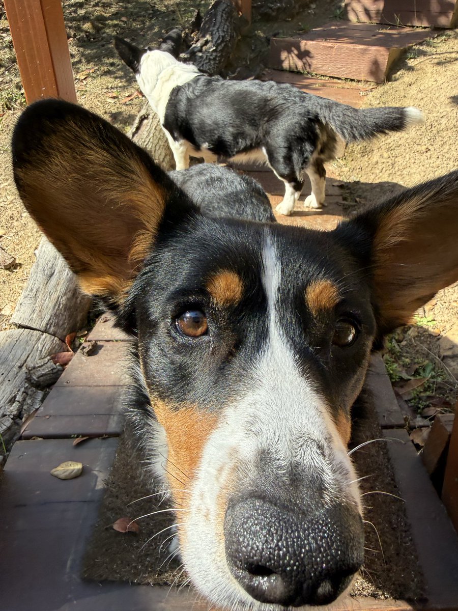 RogervonOech's tweet image. I just made my annual contribution to FIRE, The Foundation for Individual Rights and Expression, @theFireorg for their incredible work to protect our #FirstAmendment rights of #FreeSpeech. 
I encourage you to give as well!
Remember, we don’t want to end up like Starmer’s UK or