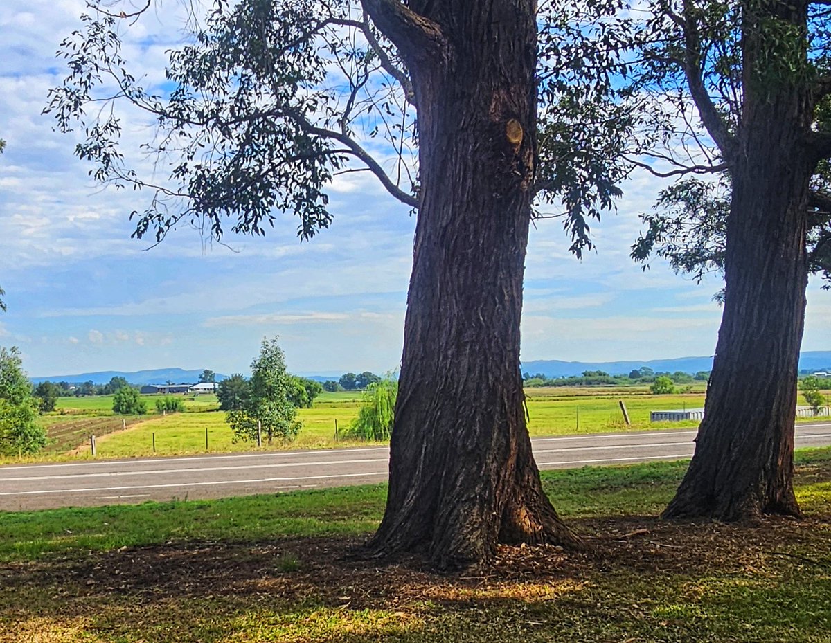Today's pic from the stone seat by the highway of the floodplain Hunter Valley NSW Australia