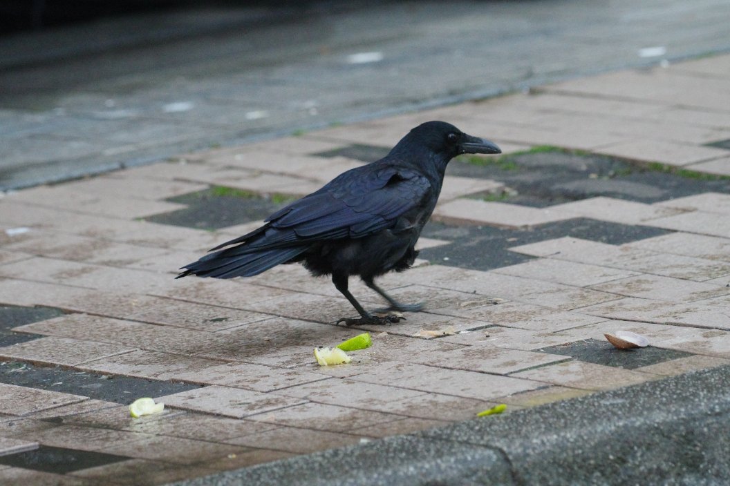crow_research's tweet photo. 今朝のアホ毛ボソさん。
奇跡のツーショットもある。
#カラス #Carrion_crow #corvus_corone #ハシボソガラス #札幌のカラス #アホ毛ボソさん https://t.co/H8yhgClCkz