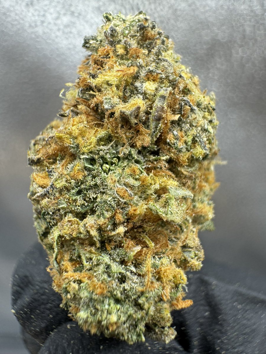 co_exotics's tweet image. 🤨What kind of bud personality do you prefer? 

Purple 🫟
Green 🍃
Orange 🍊 

——-

Permanent Marker  🖊️| 30%+ THCa 

Indica Dominant 🫠

#thca  #420community