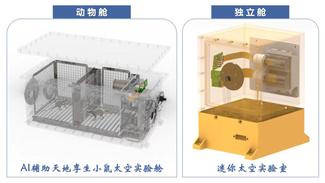 🚀 NPU’s AI-assisted unmanned space mouse lab (AiTEM) successfully entered a 530-km low-Earth orbit on Dec 13 aboard the Kuaizhou-11 Y8 rocket.

🐭 Carrying two mice, the module will conduct long-term brain science &amp; behavioral research in microgravity, with synchronized