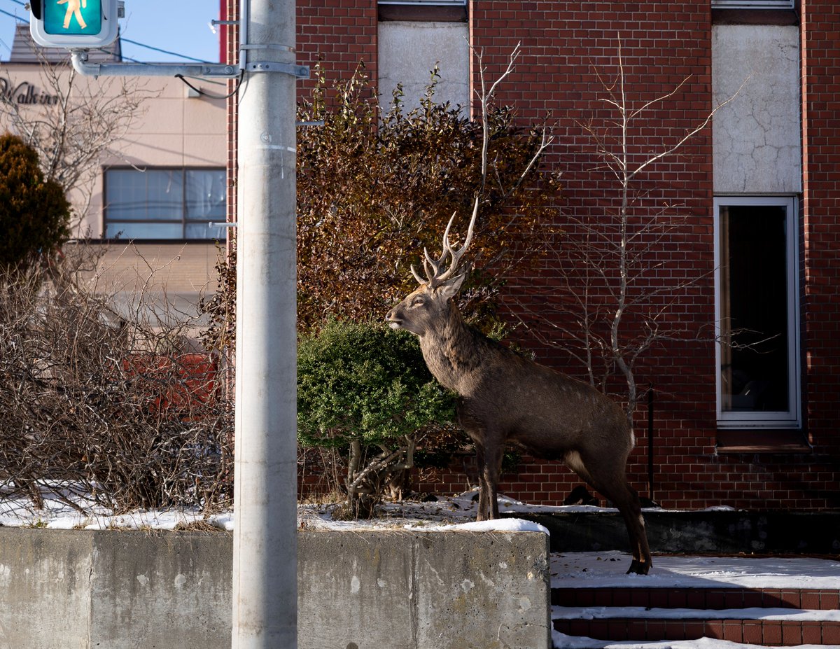 Q.これは置物ですか？

A.いいえ、生物です。