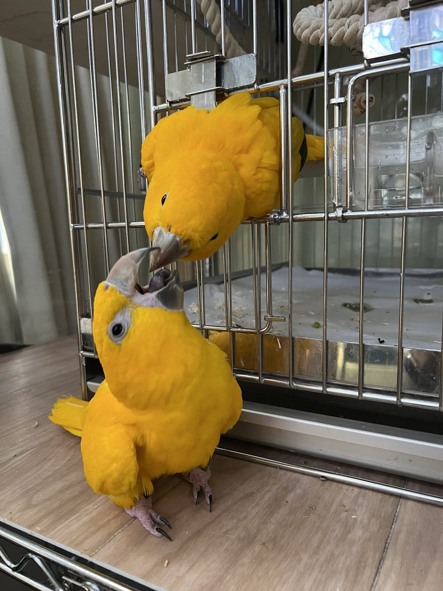 🐥フクちゃん (@fukuchan25) / Posts / X