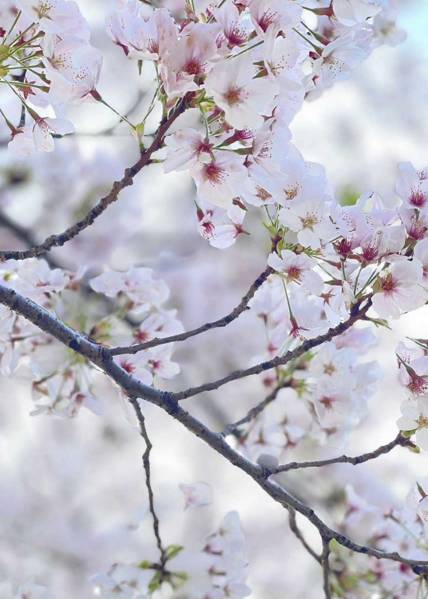 msmCh_108's tweet image. #HelloWorld #foryou