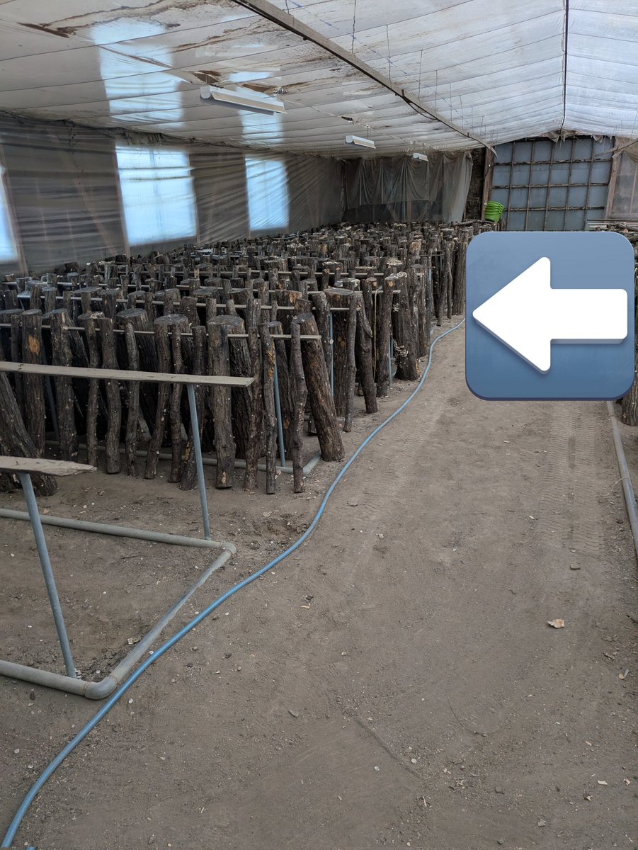 年内というか来週中で全部入れ替える💪 #原木しいたけ