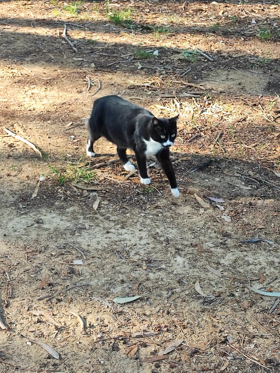 MariaCo54644105's tweet image. 🐈‍⬛❤️❤️❤️❤️❤️❤️❤️❤️❤️❤️❤️❤️