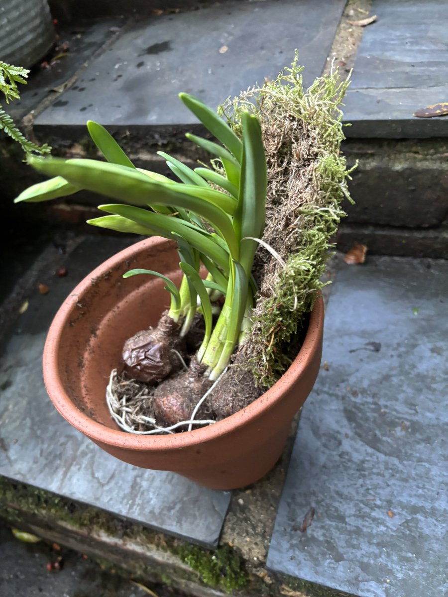 howard__smith's tweet photo. @crocusCoUk 
Dear Crocus,
Will I have a refund for this mess? https://t.co/tOhZo2WMcS