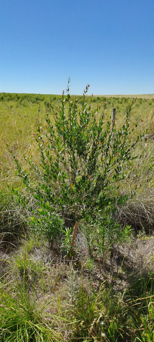 Las especies arboreas nativas presentes en los sistemas productivos ganaderos, rumbo a sistemas más sustentables y resilentes. Algún le prestaran más atención a la importancia de la sombra en el bienestar animal. Sp. Multipropositos...