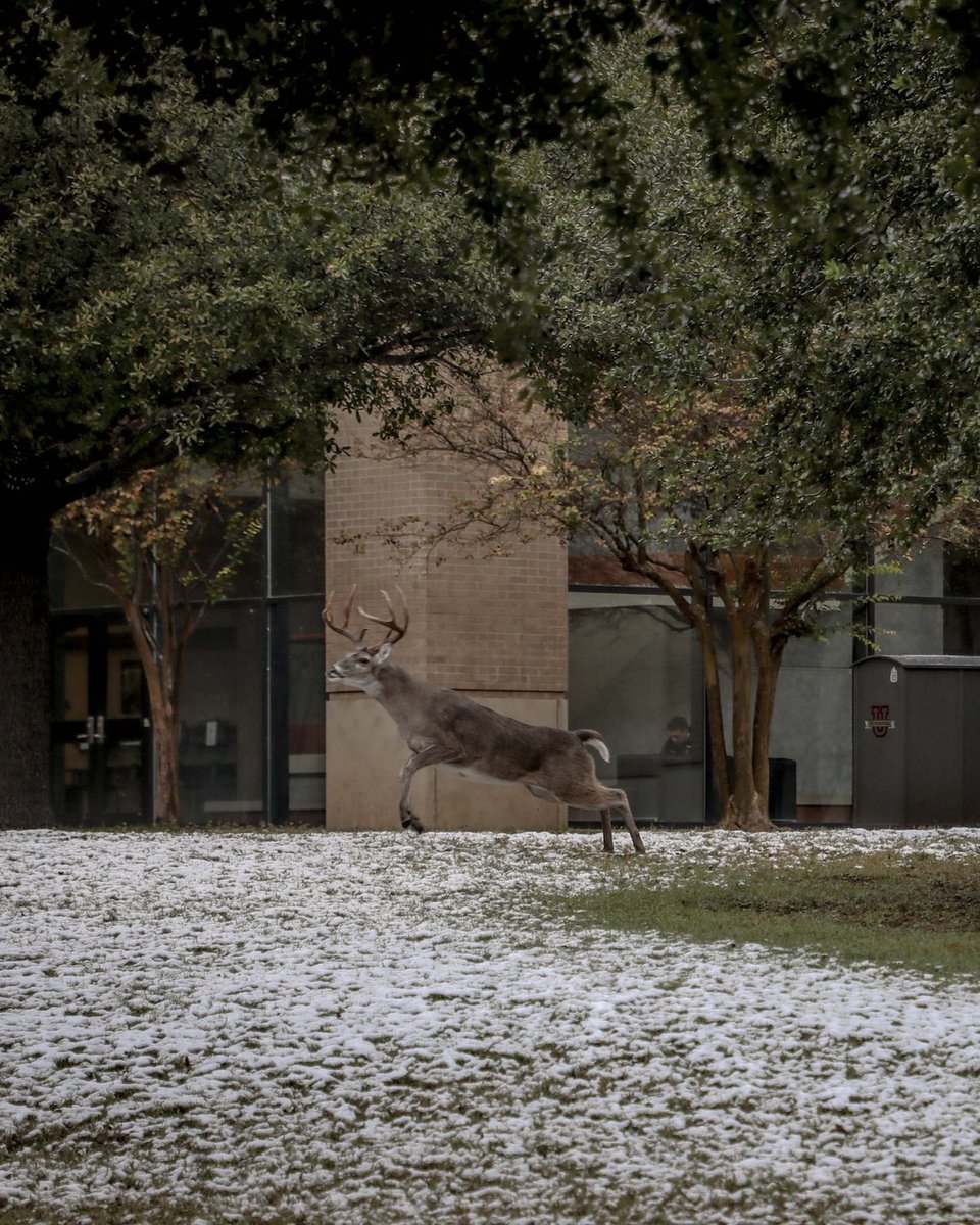 Texas A&M International University tweet media
