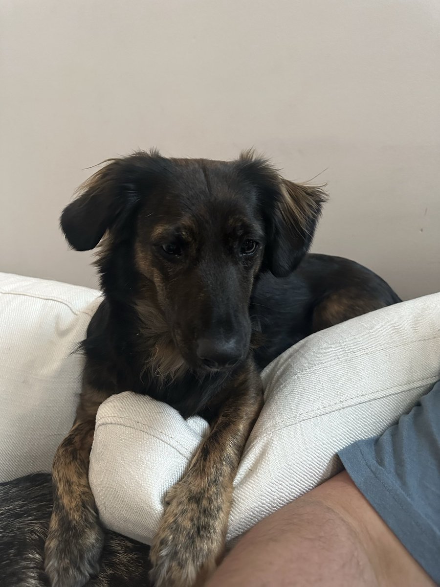 Official Smol tweet media