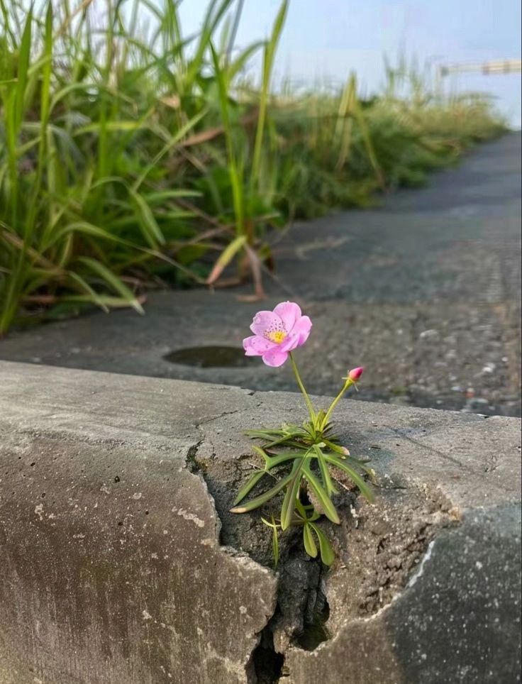 greenvibe's tweet image. 