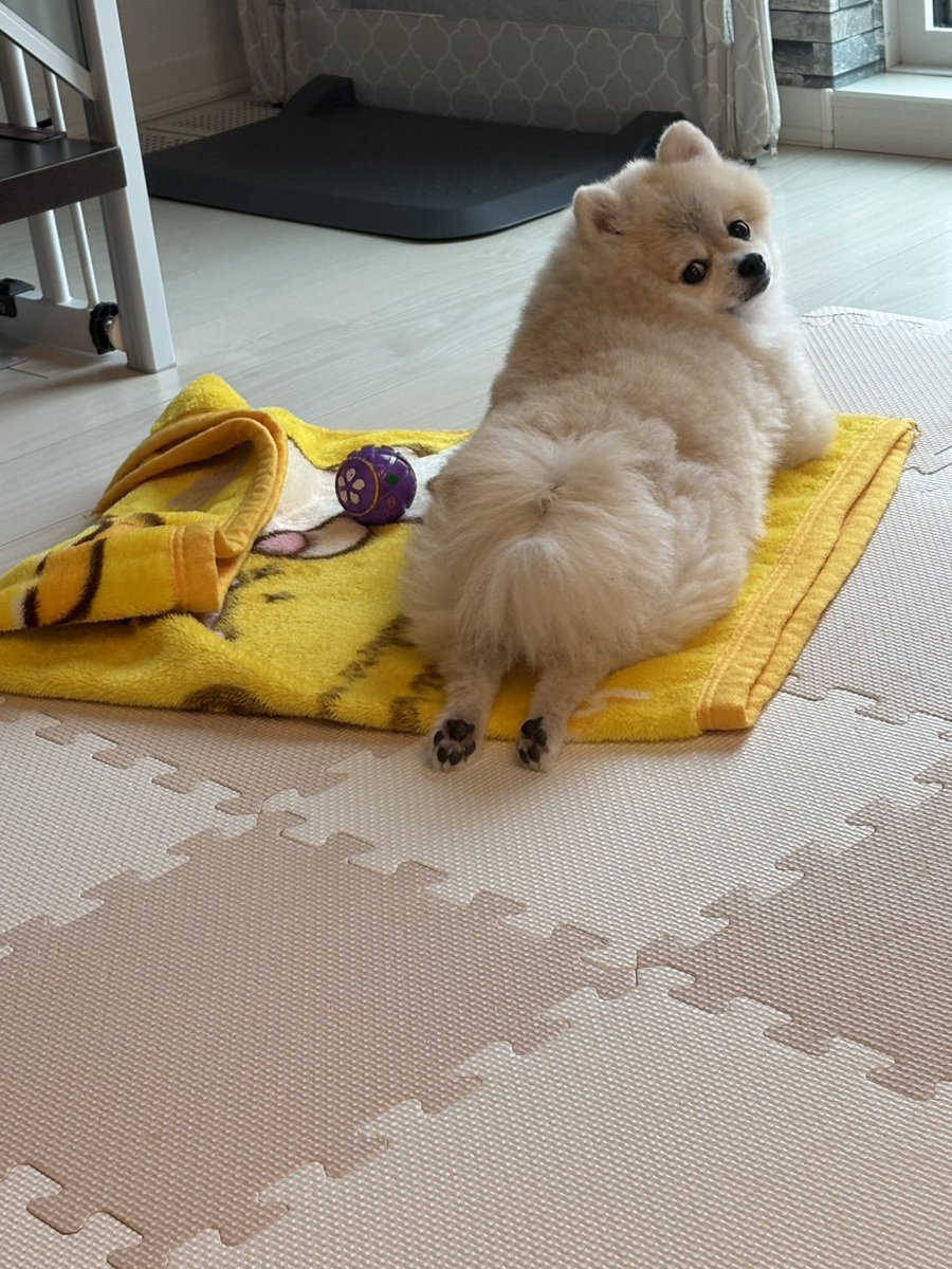 ゴン太　画像1 + 3 + 9 CC83BR-PC18 オカムラ コンテッサ セコンダ コンテッサセコンダ