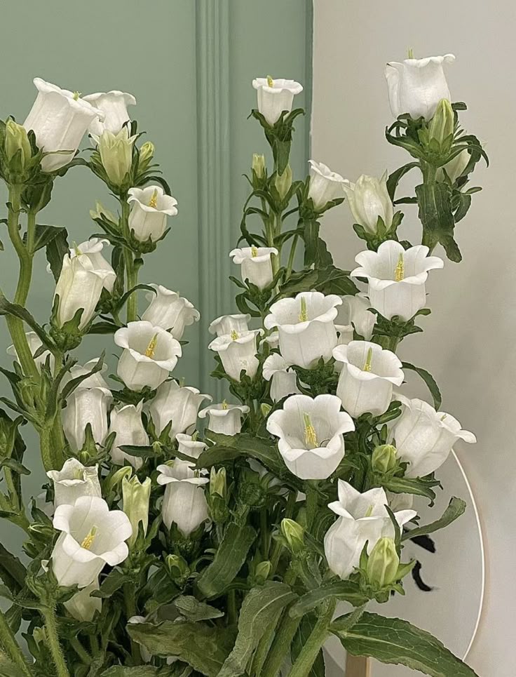 greenvibe's tweet image. 