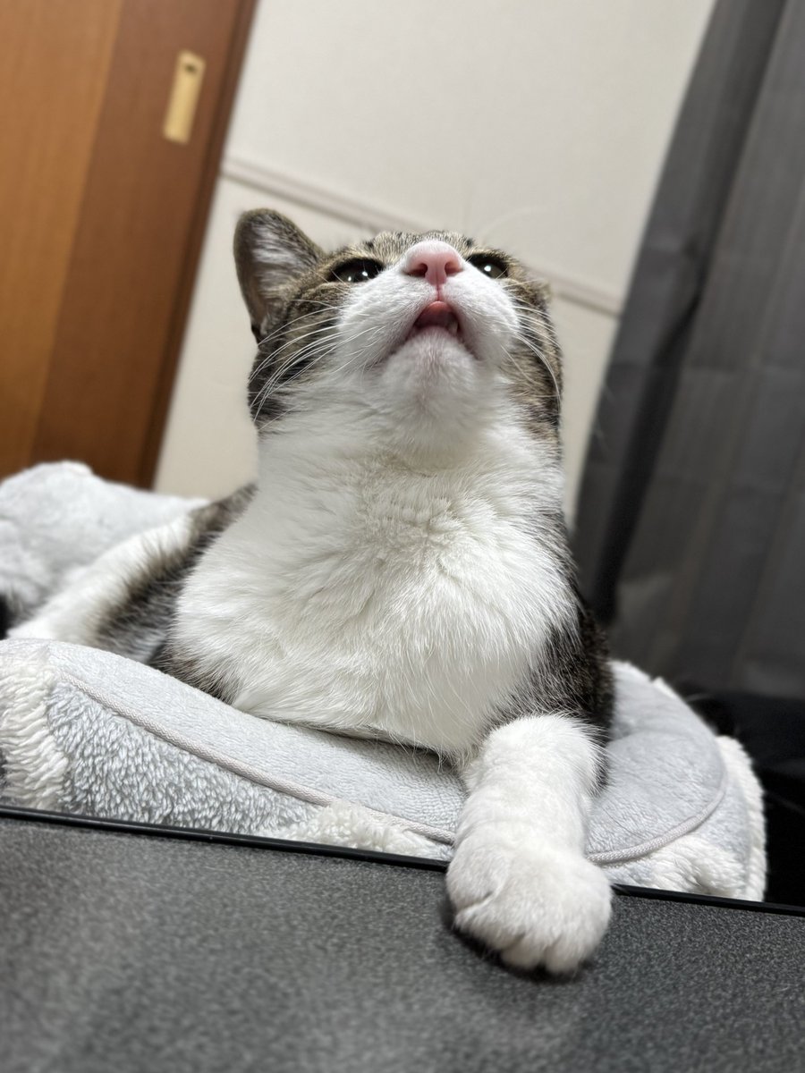 ぎんのねこ (@ginnonekoch) / Posts / X