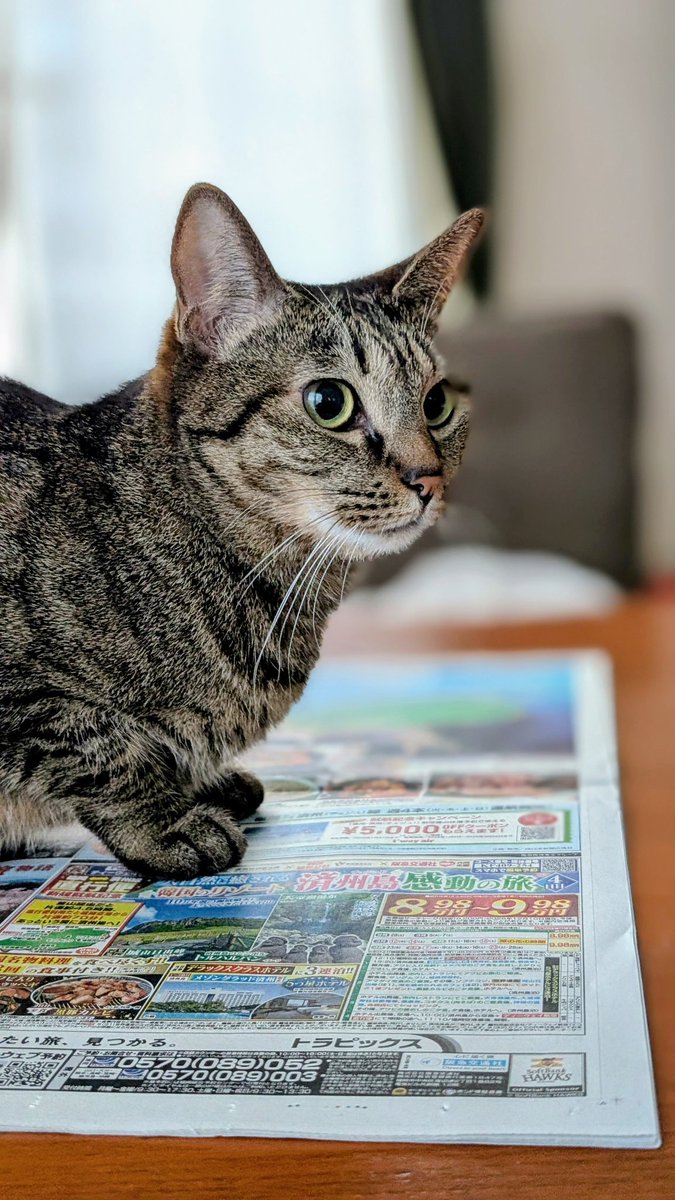 ★新作・まろページ★ ぱっちりおめめがかわいいまろさん☺️ #新聞猫 #1244日 #猫 #c