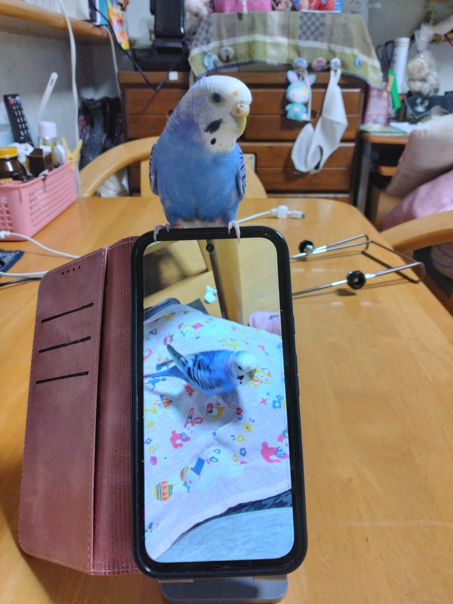 おはようございます😊

私の朝ごはんを邪魔した結果
🐦️の頭に☕️コーヒーがついてる

可愛い❤🧡🩵💜💚